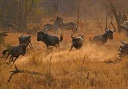 Küresel Yatırımcı ABD’den Kaçıyor: Sermaye Avrupa ve Gelişen Piyasalara Akıyor