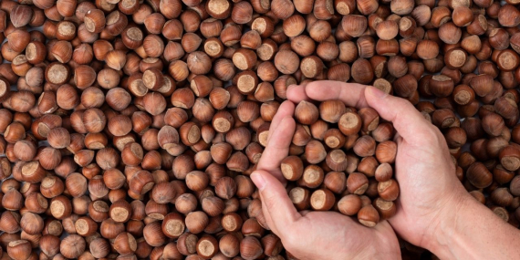 Fındık Üreticisi Mağdur: Rekolte Düşerken Devlet ve Piyasa Çifte Standart Mı Uyguluyor?