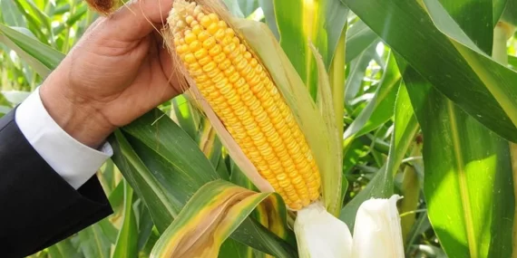 TMO, 2025 mısır alım fiyatını açıkladı