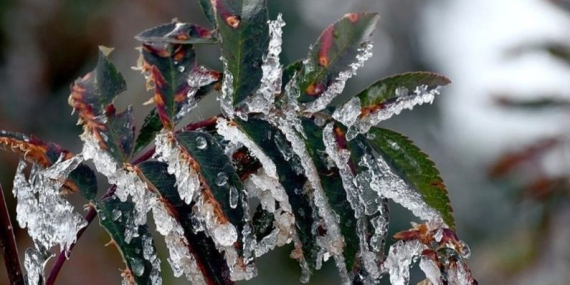 Zirai dondan etkilenen çiftçilere destek: Ödemeler ne zaman başlıyor?